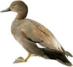 Duck 2