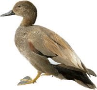 Duck image